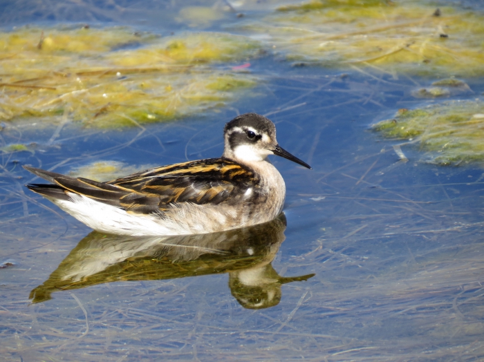 Juvenile Red-necked phalarope