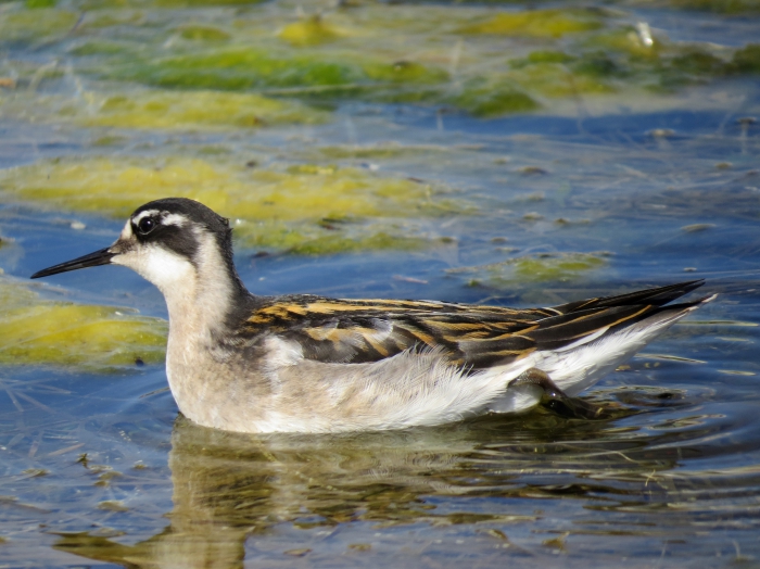 Juvenile Red-necked phalarope