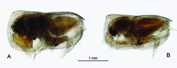 Conchoecia lophura G.W. Mler, 1906