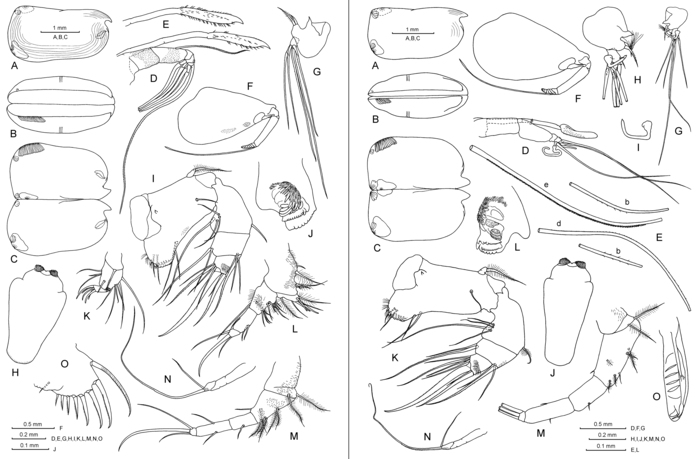Conchoecia lophura G.W. Müller, 1906 Conchoecia lophura G.W. Müller, 1906
