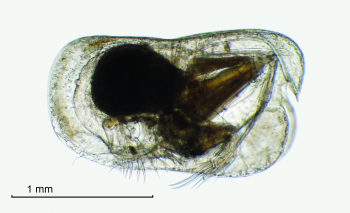 Conchoecia macrocheira G.W. Müller, 1906 Conchoecia macrocheira G.W. Müller, 1906