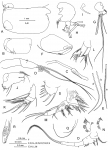 Conchoecia macrocheira G.W. Müller, 1906