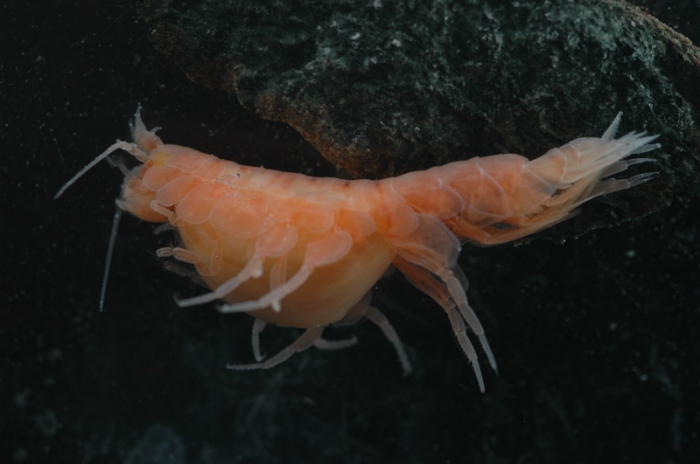 Paracallisoma sp.