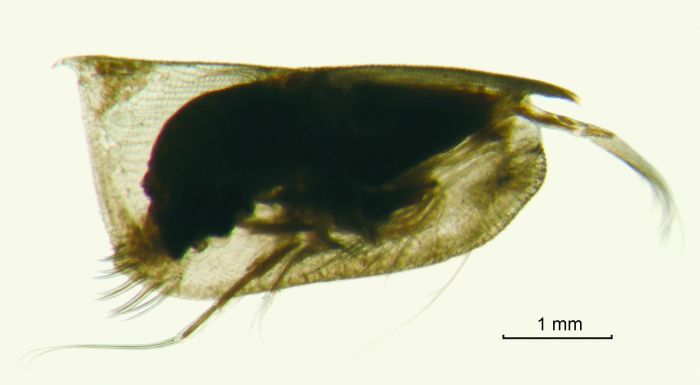 Conchoecissa plinthina (G.W. Müller, 1906) Conchoecissa plinthina (G.W. Müller, 1906)