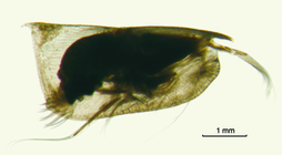 Conchoecissa plinthina (G.W. Mler, 1906)