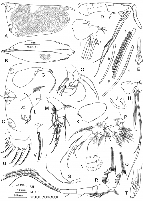 Conchoecissa plinthina (G.W. Müller, 1906)