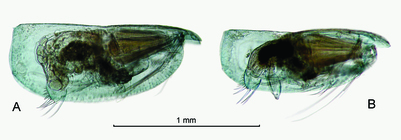 Discoconchoecia discophora (G.W. Mler, 1906)