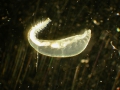 Polychaeta (bristle worms)