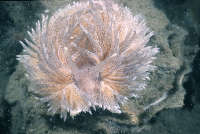 Grey sea slug - Aeolidia papillosa (Linnaeus, 1761)