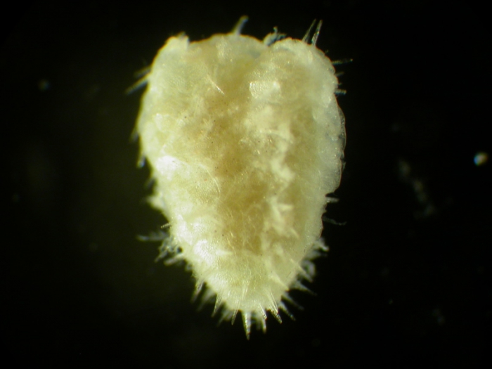 Sea urchin juvenile