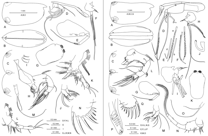 Loricoecia loricata (Claus, 1894)