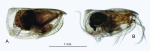Loricoecia loricata (Claus, 1894)