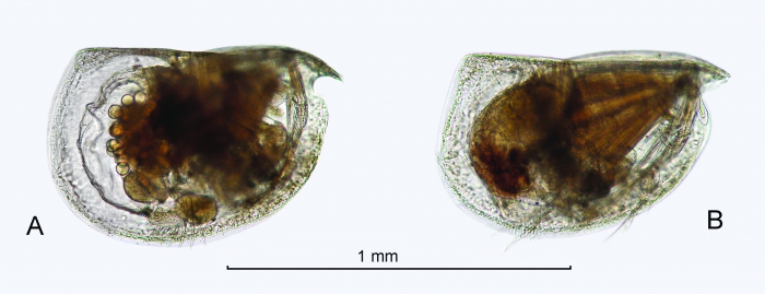 Mikroconchoecia curta s.l. (Lubbock, 1860)