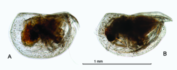 Mikroconchoecia stigmatica (G.W. Mler, 1906)