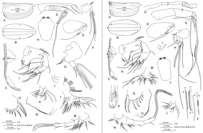 Orthoconchoecia striola s.s. (G.W. M�ller, 1906)