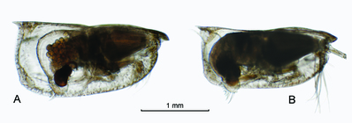 Orthoconchoecia striola s.s. (G.W. Mler, 1906)