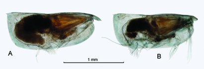 Paraconchoecia allotherium (G.W. Mler, 1906)