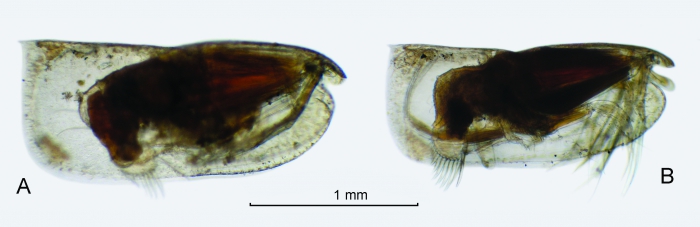 Paraconchoecia echinata (G.W. Müller, 1906) Paraconchoecia echinata (G.W. Müller, 1906)