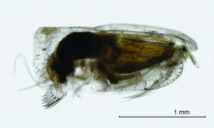 Paraconchoecia inermis Claus, 1890 Paraconchoecia inermis Claus, 1890