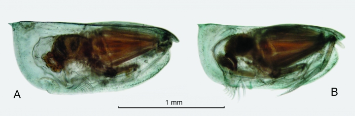 Paraconchoecia oblonga Claus, 1890, form B Paraconchoecia oblonga Claus, 1890, form B