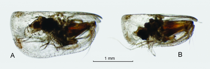 Paramollicia dichotoma (G.W. Müller, 1906) Paramollicia dichotoma (G.W. Müller, 1906)