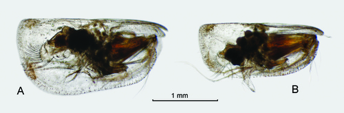 Paramollicia dichotoma (G.W. Müller, 1906)