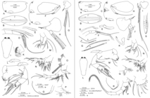 Platyconchoecia prosadene (G.W. Müller, 1906)