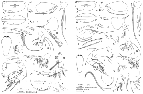 Platyconchoecia prosadene (G.W. Müller, 1906)