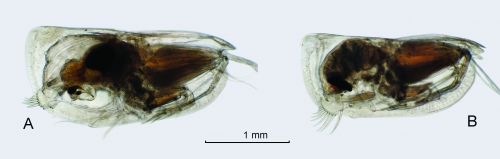 Platyconchoecia prosadene (G.W. Müller, 1906)