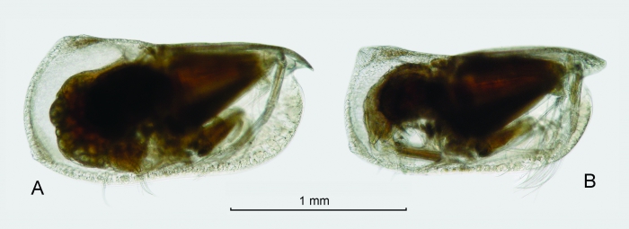 Porroecia parthenoda (G.W. Müller, 1906)