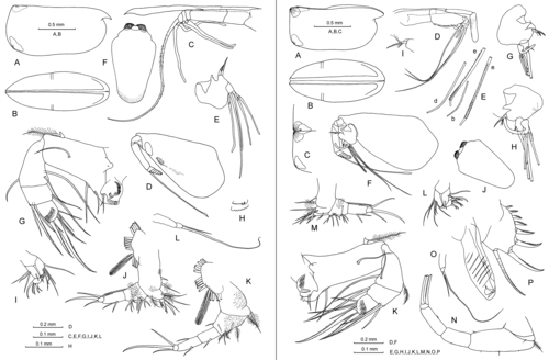 Porroecia porrecta (Claus, 1890)