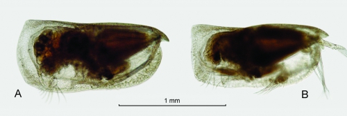 Porroecia porrecta (Claus, 1890)