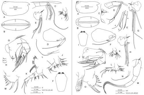 Porroecia spinirostris (Claus, 1874)