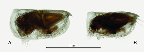 Porroecia spinirostris (Claus, 1874)