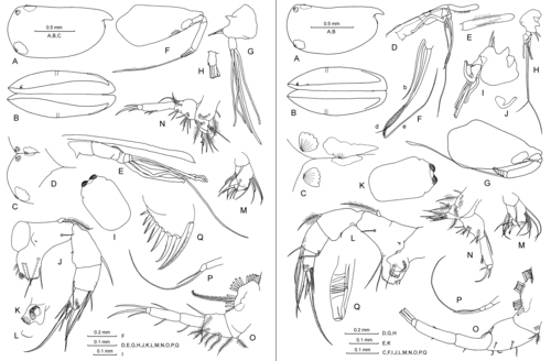 Proceroecia brachyaskos (G.W. Müller, 1906)