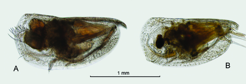 Proceroecia brachyaskos (G.W. Müller, 1906)