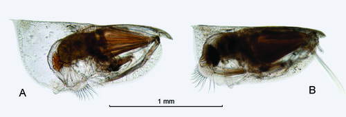 Proceroecia decipiens (G.W. Müller, 1906)