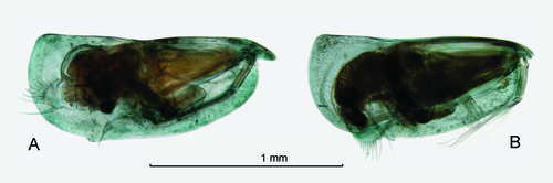 Proceroecia macroprocera (Angel, 1971)