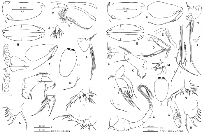 Proceroecia microprocera (Angel, 1971)