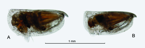 Proceroecia microprocera (Angel, 1971)