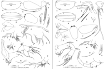Proceroecia procera (G.W. Mler, 1906)