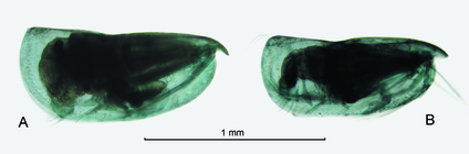 Proceroecia procera (G.W. Müller, 1906)