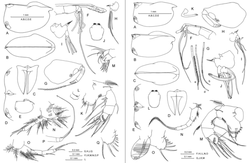 Pseudoconchoecia concentrica (G.W. Müller, 1906)