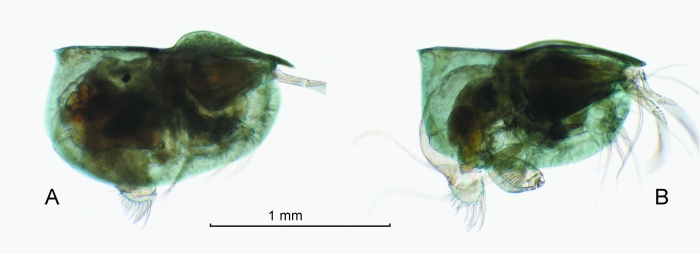 Pseudoconchoecia concentrica (G.W. Müller, 1906) Pseudoconchoecia concentrica (G.W. Müller, 1906)