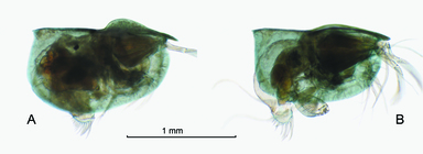 Pseudoconchoecia concentrica (G.W. Mler, 1906)