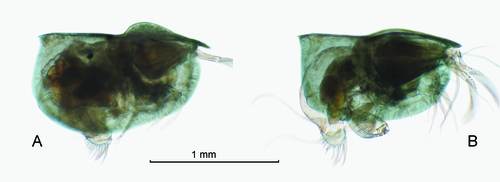 Pseudoconchoecia concentrica (G.W. Müller, 1906)