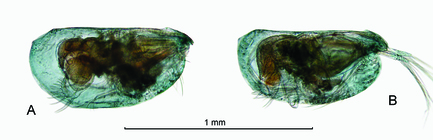 Clausoecia pusilla (G.W. Mler, 1906)