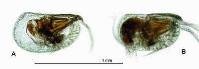 Kyrtoecia kyrtophora (G.W. Mler, 1906)