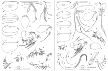 Nasoecia nasotuberculata (G.W. Mler, 1906)