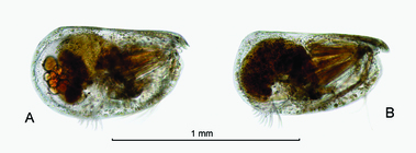 Nasoecia nasotuberculata (G.W. Müller, 1906)
